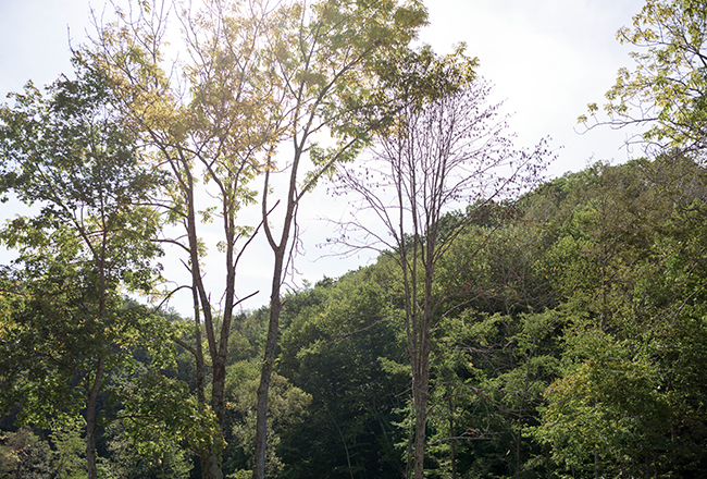 北海道恵庭市にある「北清の森」は、豊かな広葉樹の森