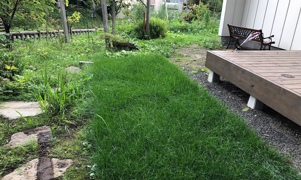 庭diy 芝張り 初心者が 北海道は札幌で芝生を張ってみた 編集部ログ 特集記事 Replan リプラン Webmagazine