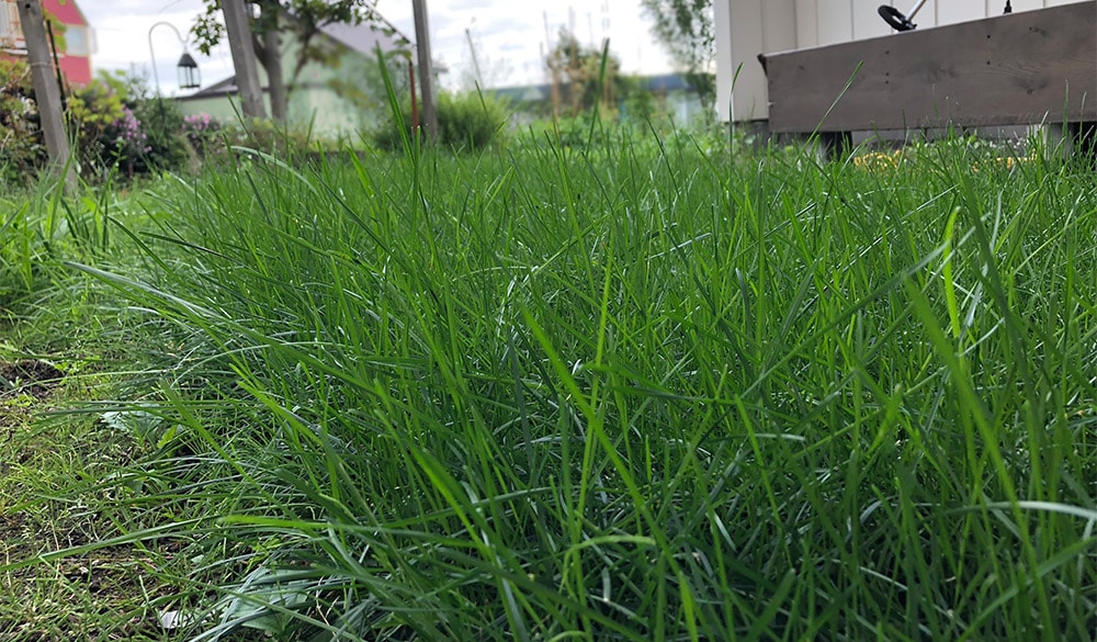 庭diy 芝張り 初心者が 北海道は札幌で芝生を張ってみた 編集部ログ 特集記事 Replan リプラン Webmagazine