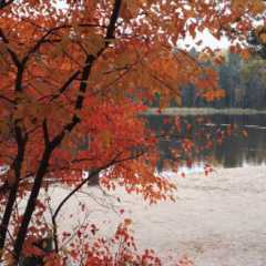 紅葉の湖畔でスモークサウナ、のちスイミング。