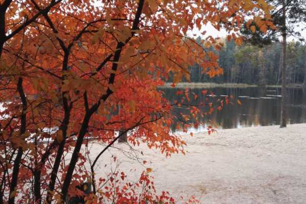 紅葉の湖畔でスモークサウナ、のちスイミング。