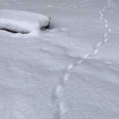 証拠ができたり消えたりする雪国のサスペンス