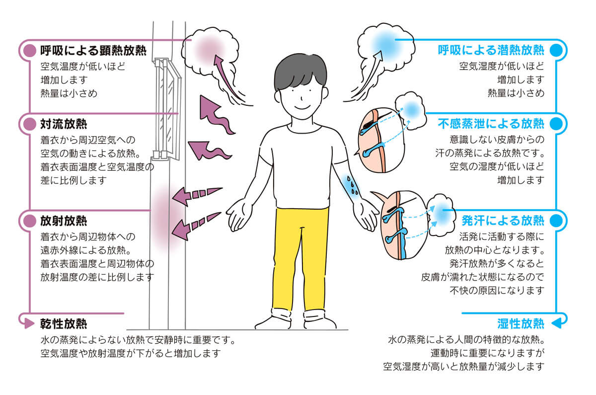 <strong>図5</strong>　体からの放熱は、放射・対流による「乾性放熱」と、汗の蒸発による「湿性放熱」に大きく分けられます。湿性放熱には、皮膚が汗で濡れないので気づきにくい「不感蒸泄」と、皮膚が汗に濡れるので不快に感じがちな「発汗」に分けられます。