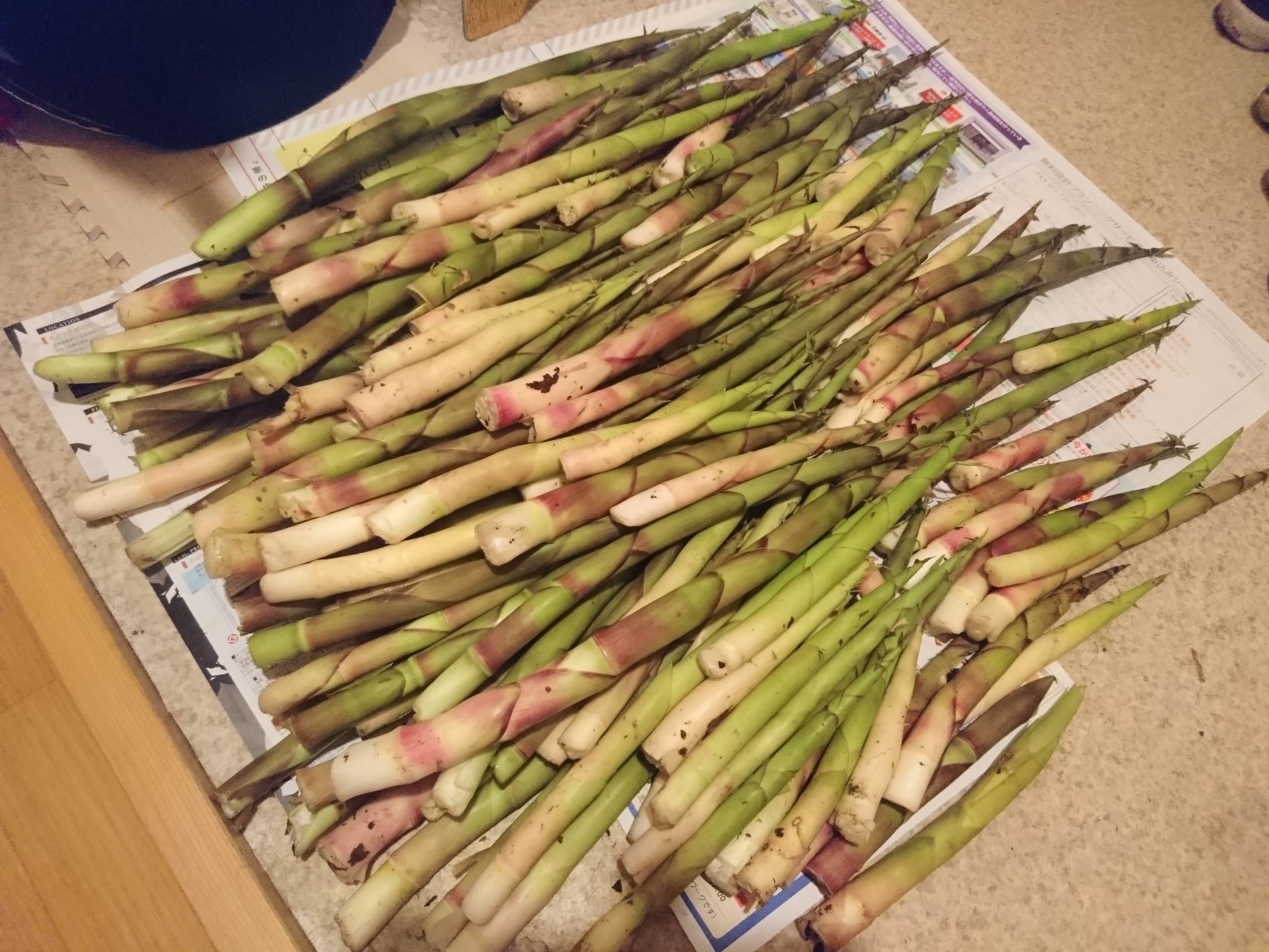 北海道の「姫竹」を採って食す。 編集部ログ 特集記事 Replan（リプラン）WebMagazine