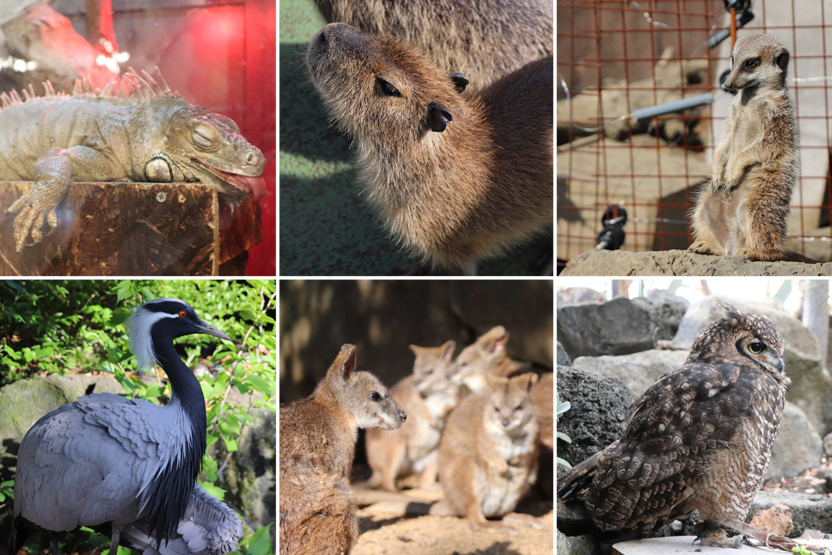 10や20では収まらないほど、動物観察してきました。お気に入りは左上の舌を出して寝ているイグアナ