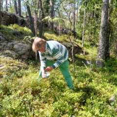 フィンランドの森の癒し時間。ブルーベリーを摘みながら