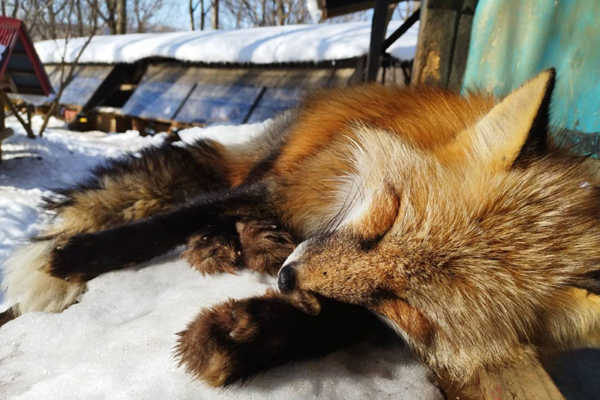 モフモフなキツネに会いに「宮城蔵王キツネ村」へ行ってきました。