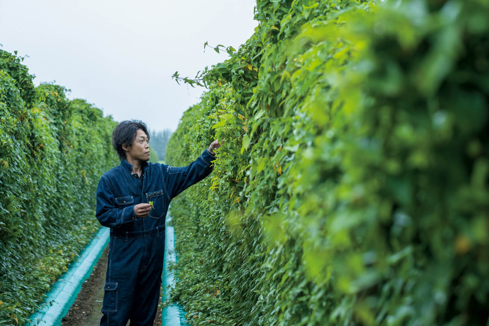 シーズン最後に収穫する長芋は、まだ青々とした葉を茂らせていた