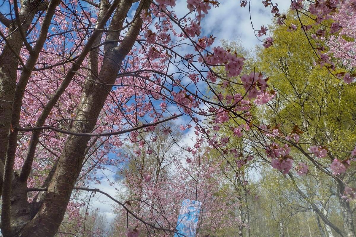 ヘルシンキの桜の名所、「ロイフヴオリ桜公園」