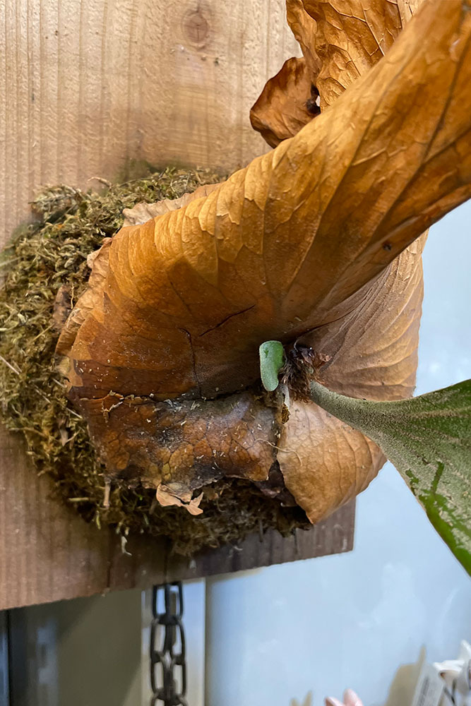 水苔に覆いかぶさるように生えている貯水葉。茶色くても枯れたわけではないので、そのままでOK