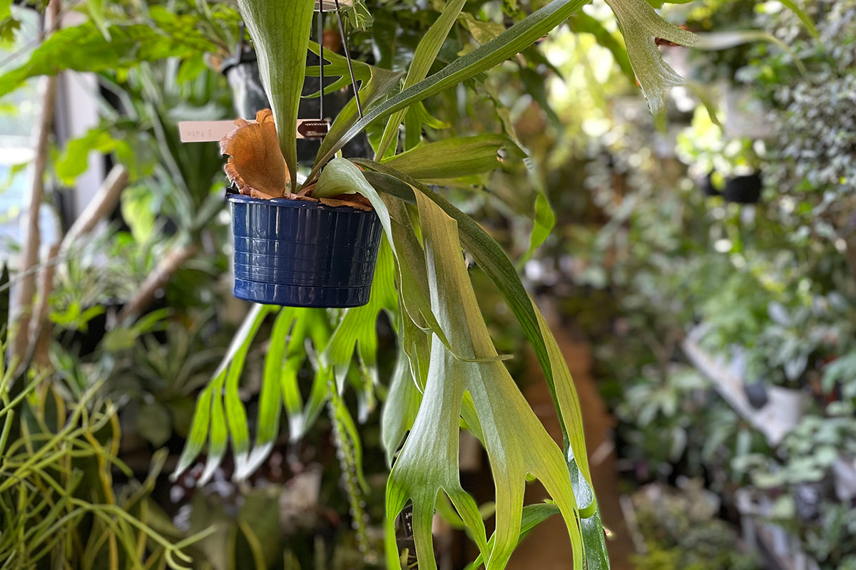 鉢植えは、土の乾燥状態が外からわかりにくいので、しっかり触って確認することが大事