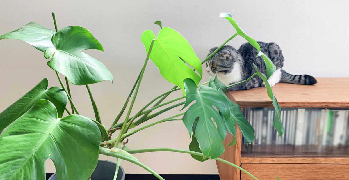 猫好きタカトウさん、猫との暮らしに安全・安心な植物を学ぶ。