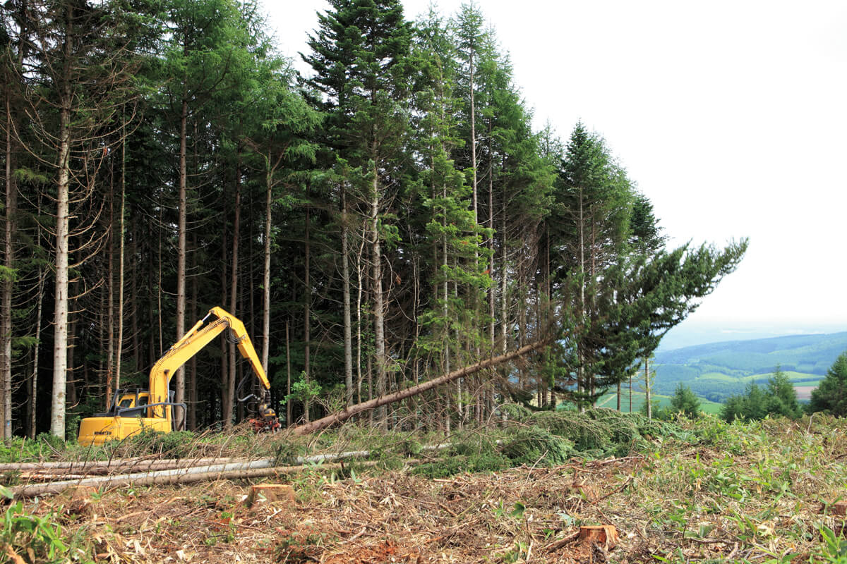 間伐材の積極利用など、国産材での住宅建築を通して、森を活用しながら森を再生させ、森を守る活動を続けている