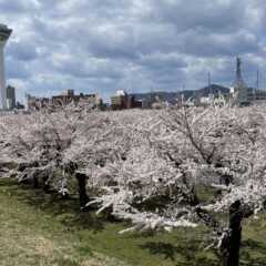 GW前に、北海道の道南桜スポット巡りの旅