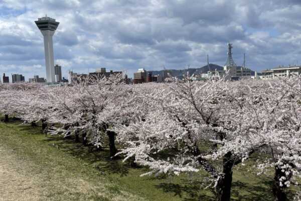 GW前に、北海道の道南桜スポット巡りの旅