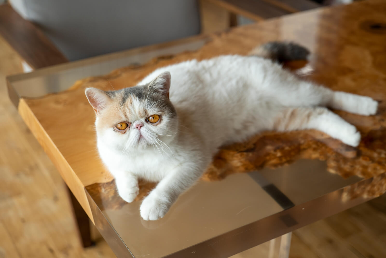 思い思いの場所でくつろぐ愛猫・愛犬たち