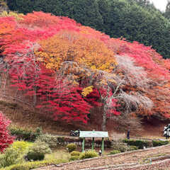 紅葉の石巻市・零洋崎（ひつじさき）神社で、秋の彩り探訪