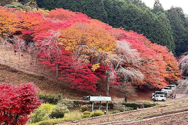 紅葉の石巻市・零洋崎（ひつじさき）神社で、秋の彩り探訪