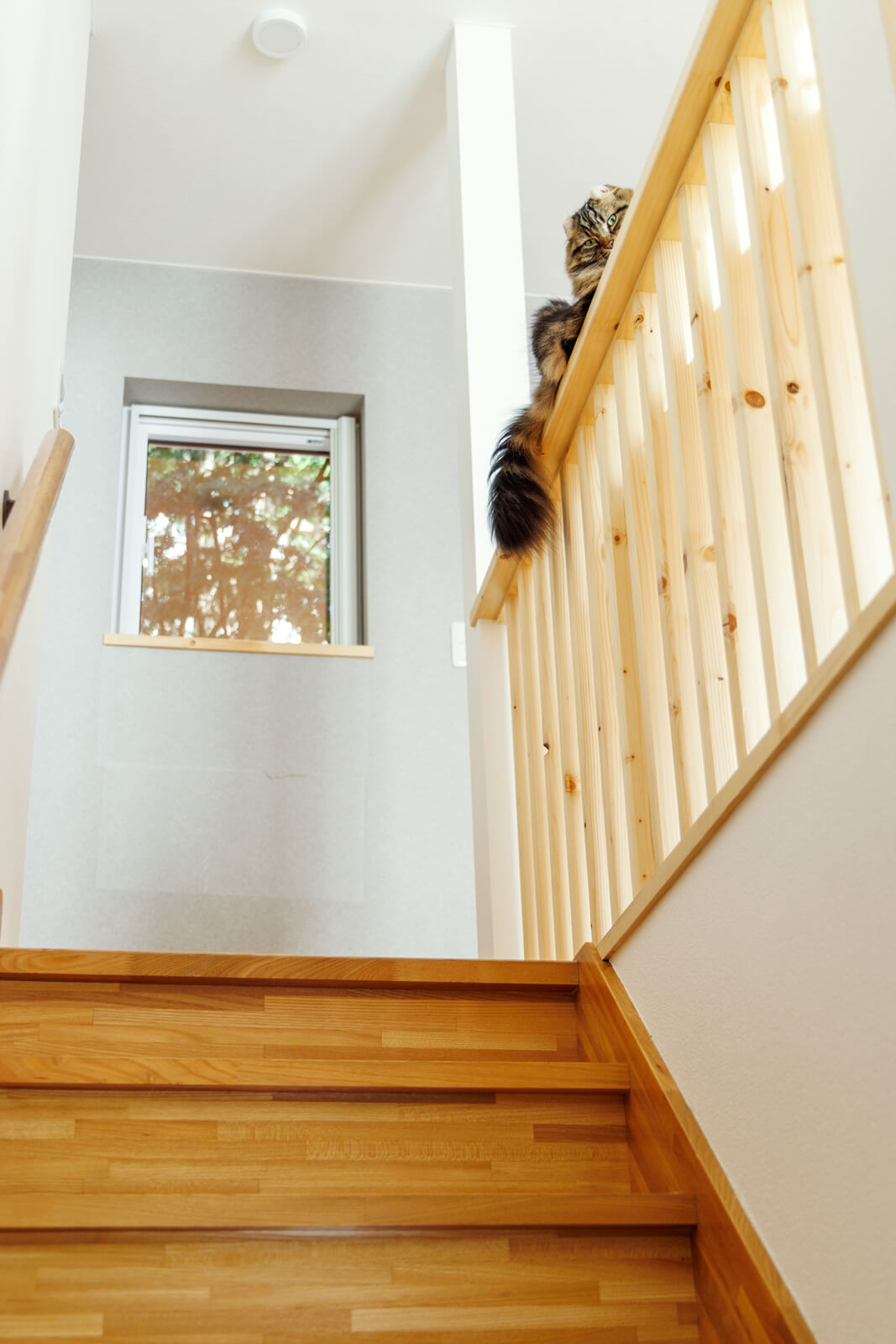 階段の欄干は、猫を飼っている担当者のアイデアで、少し幅広サイズに造作