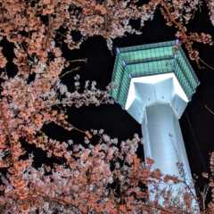 函館の桜を堪能！2泊3日の旅〜メモリアルイヤーの過ごし方