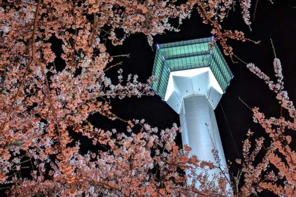 函館の桜を堪能！2泊3日の旅〜メモリアルイヤーの過ごし方