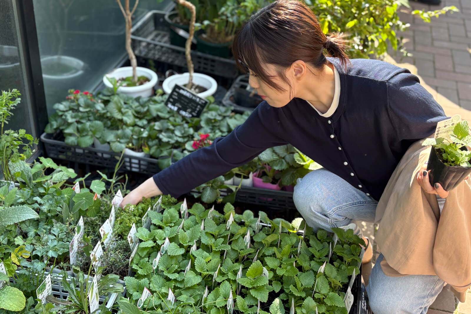 家で育てるレモンバームの苗を吟味するヒラシマさん