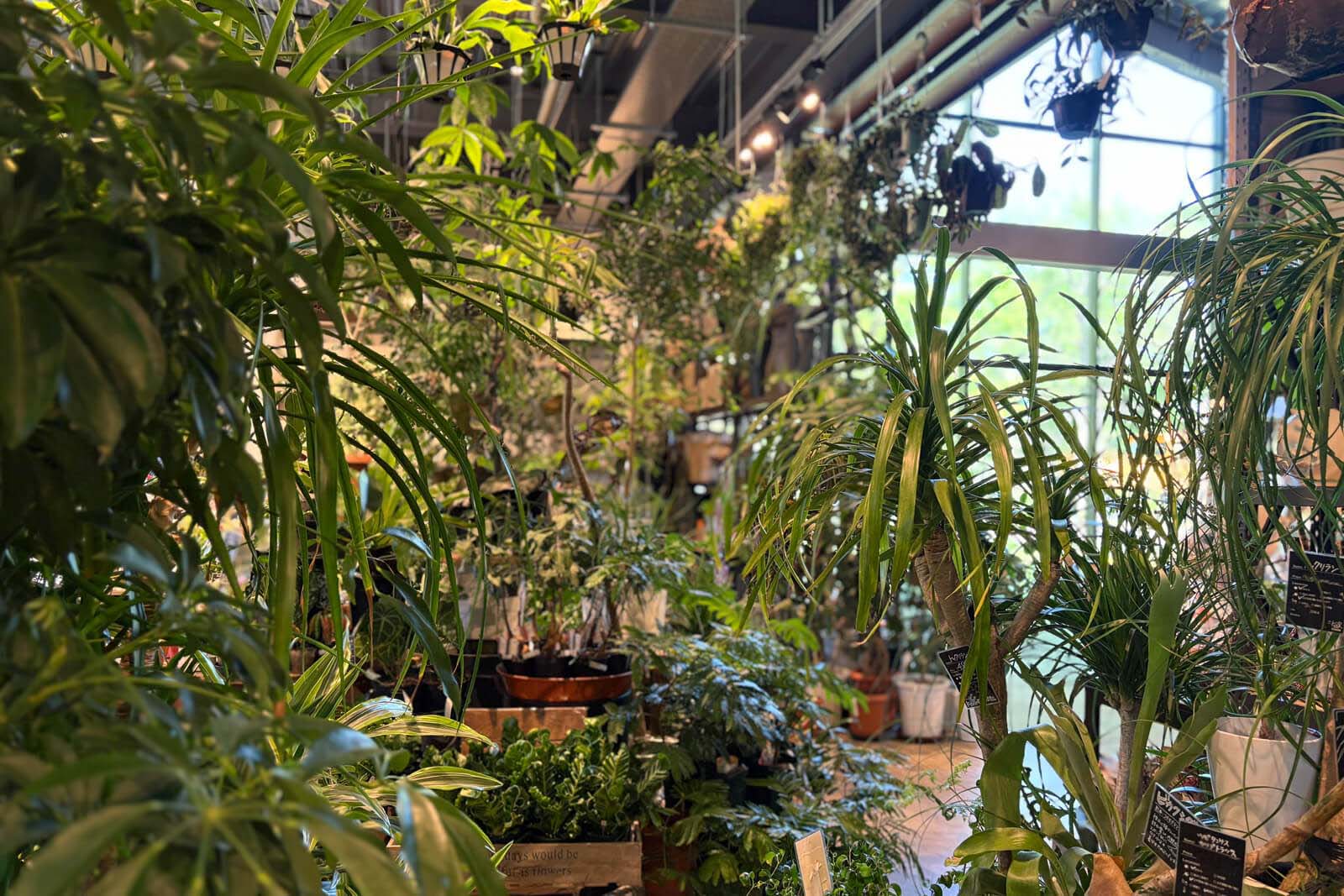 生き生きとした観葉植物があふれる店内