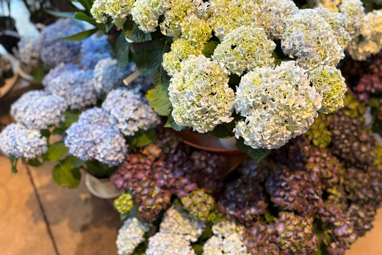 季節を感じさせるニュアンスカラーの紫陽花も
