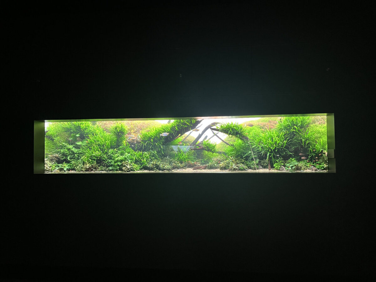AOAO水族館にある水槽
