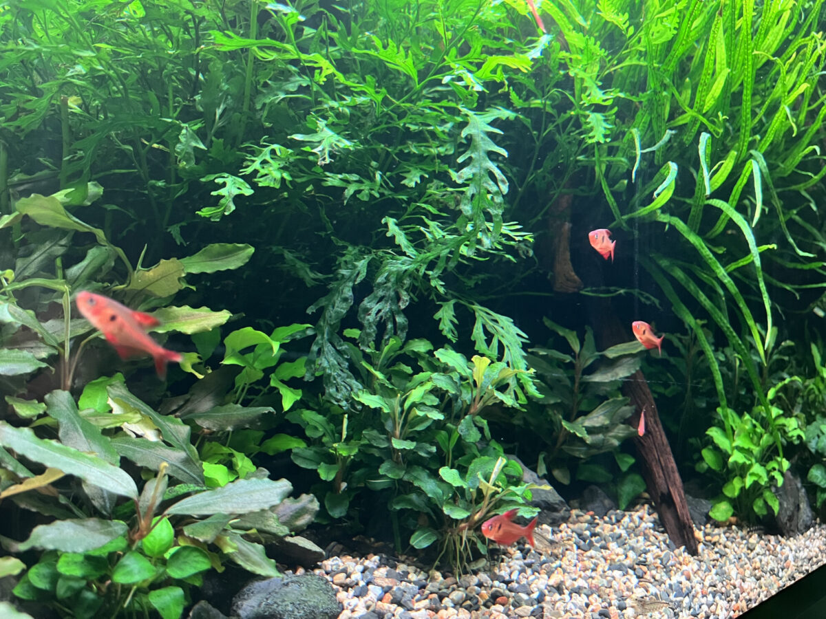 AOAO水族館の魚