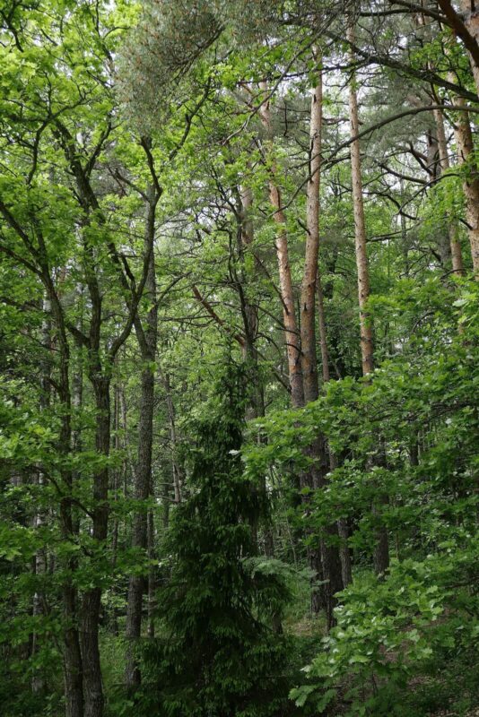 チャペルの周囲は緑豊かな森
