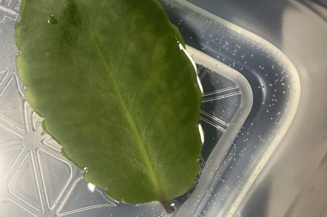 マザーリーフ（子宝草）を育てています