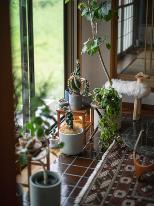 窓辺に置かれたさまざまな観葉植物は、桑名さんの趣味